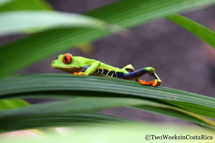 Red Eyed Tree Frog Costa Rica