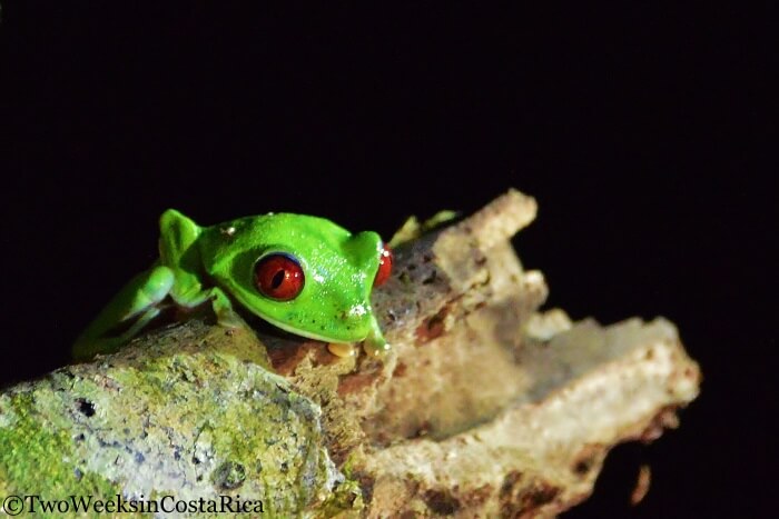 Red Eyed Tree Frog | Two Weeks in Costa Rica