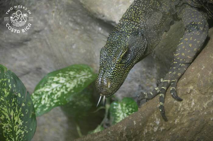 komodo dragon at reptilandia near dominical costa rica
