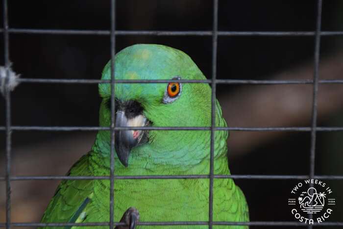 Green Parrot
