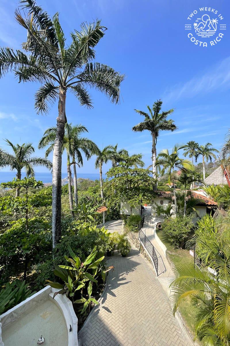 path with buildings and palm trees