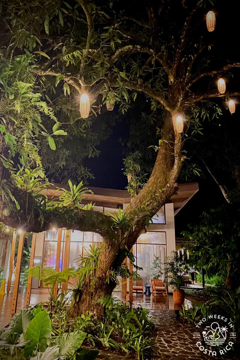 a large tree outside a building lit up at night with lights