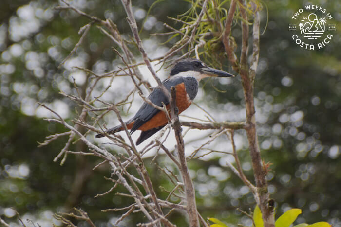 A blue, while, and orange bird with a large beak perched in some dead sticks