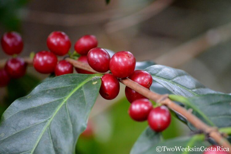 Ripe red coffee beans growing at the Cafe Britt property