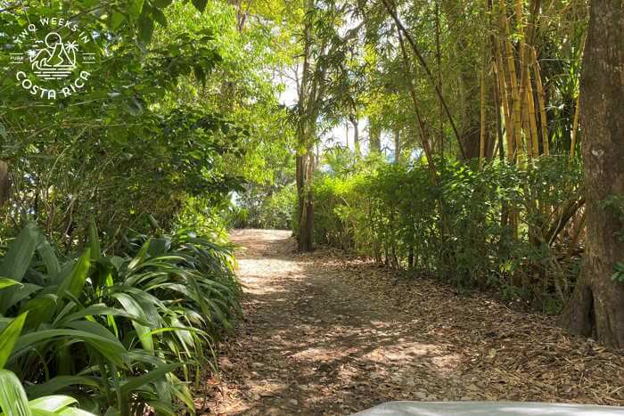 Road to Cabo Matapalo