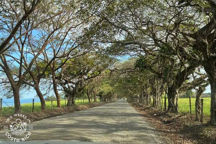 Drive to Cabo Matapalo