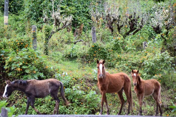Horses San Gerardo de Dota