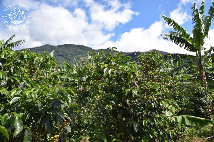 Coffee fields Santa Maria de Dota