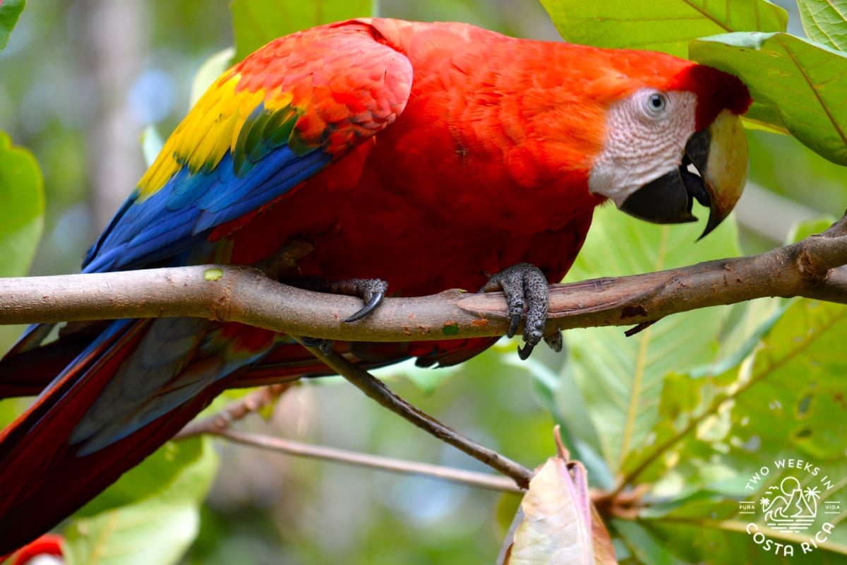 close up of a red scarlet macaw bird in a tree in corcovado national park