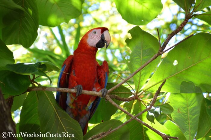 A Scarlet Macaw parrot in Esterillos Oeste, Costa Rica