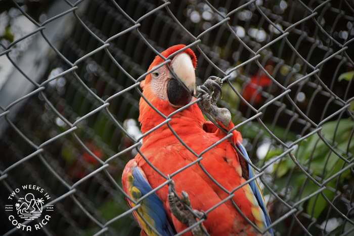 Scarlet Macaw