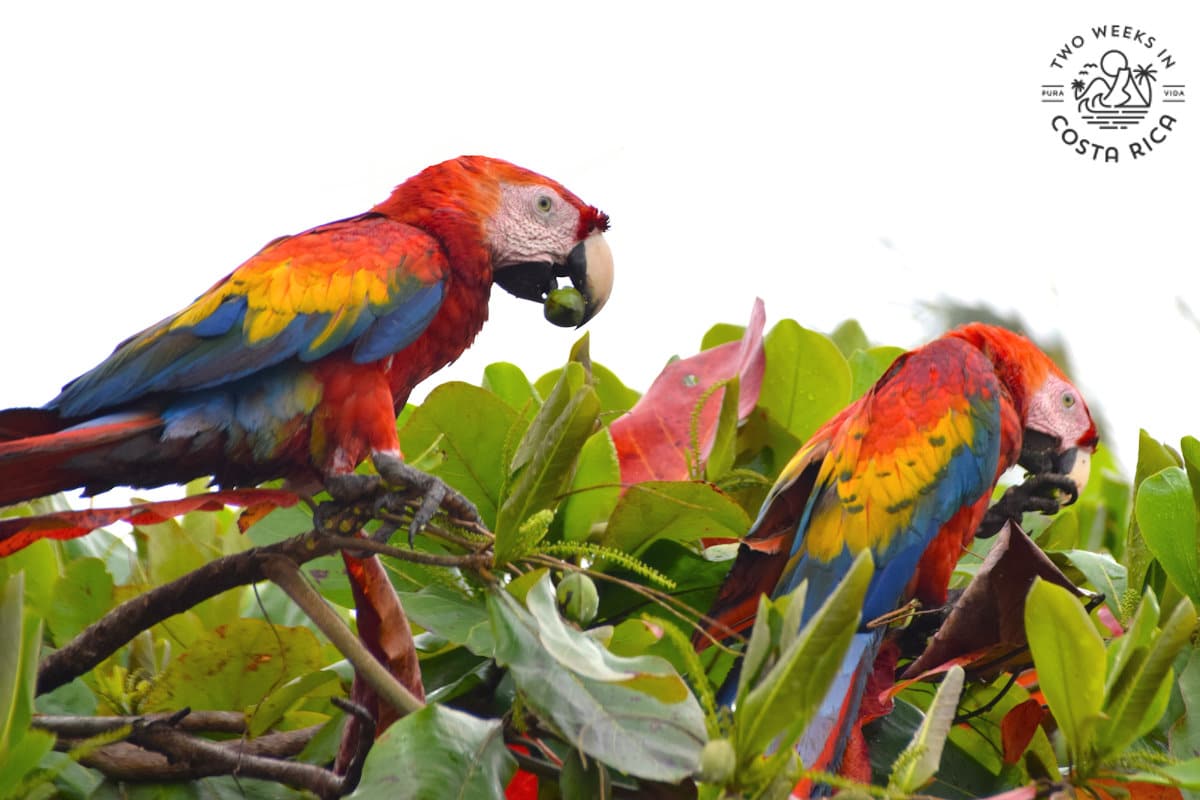 scarlet macaw parrots eating beach almonds in a tree