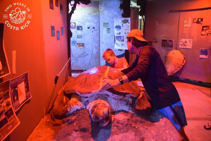 Exhibit Sea Turtle Monitoring Tortuguero