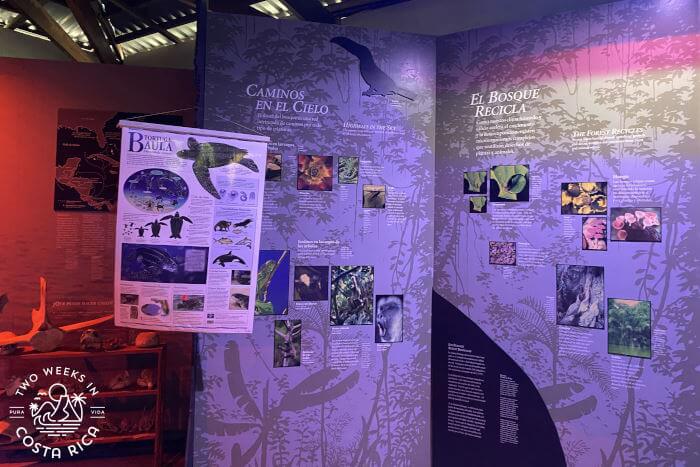 Exhibit, Sea Turtle Conservancy Tortuguero