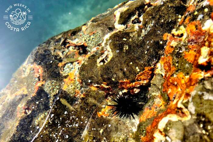 Sea Urchin