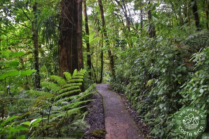 A well maintained trail at Selvatura