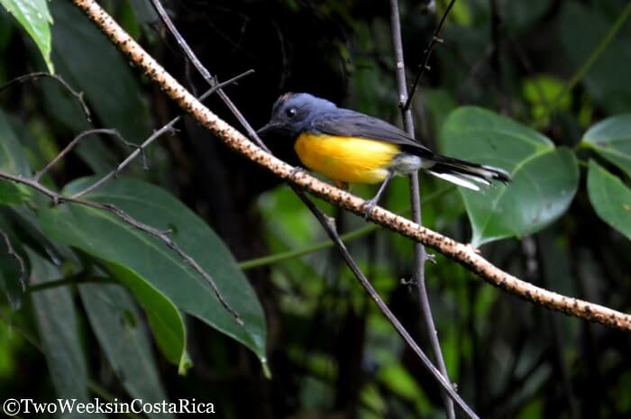 Redstart Curi Cancha Reserve