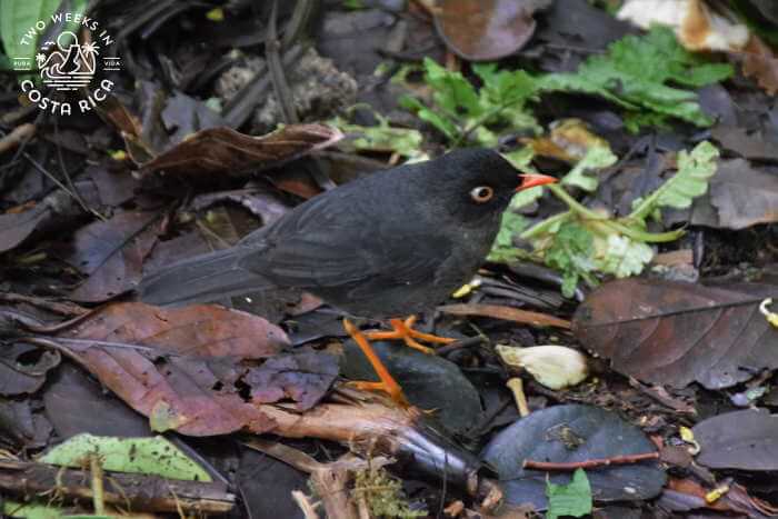 a bird on the forest floor at Selvatura 