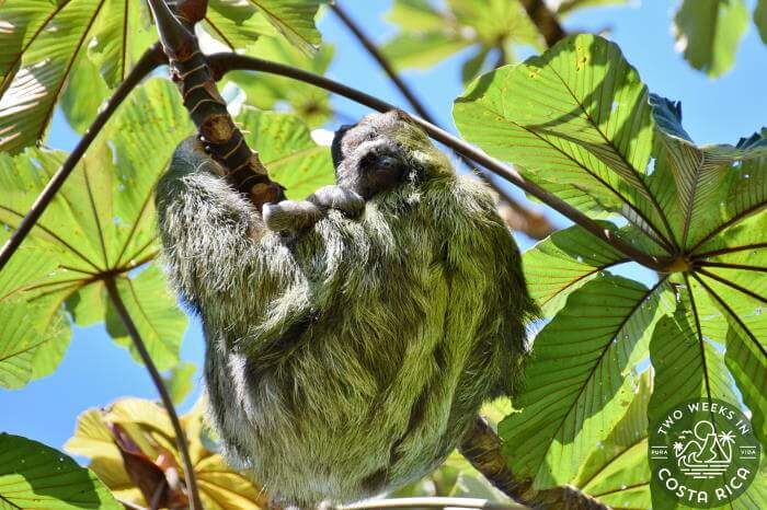 Three-toed mom and baby sloth