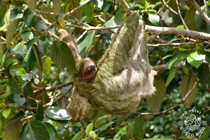 Mother sloth hanging from a branch with a baby sloth on her back