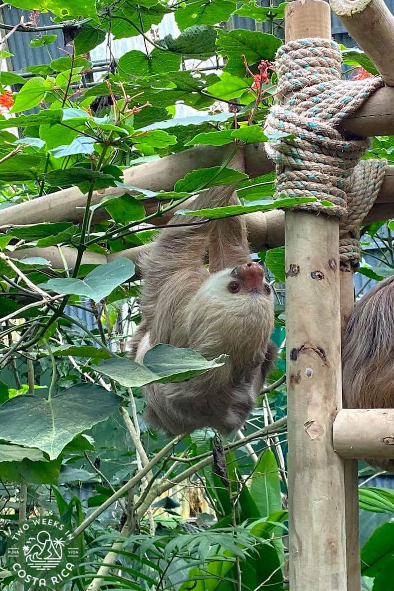 a sloth hanging upside down from a tree in an enclosure