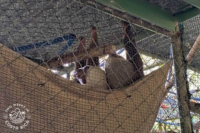 Two-toed sloths in sanctuary