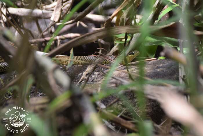 spectacled racer snake