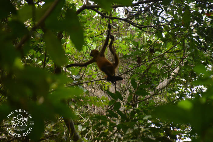 Spider monkey Tortuguero