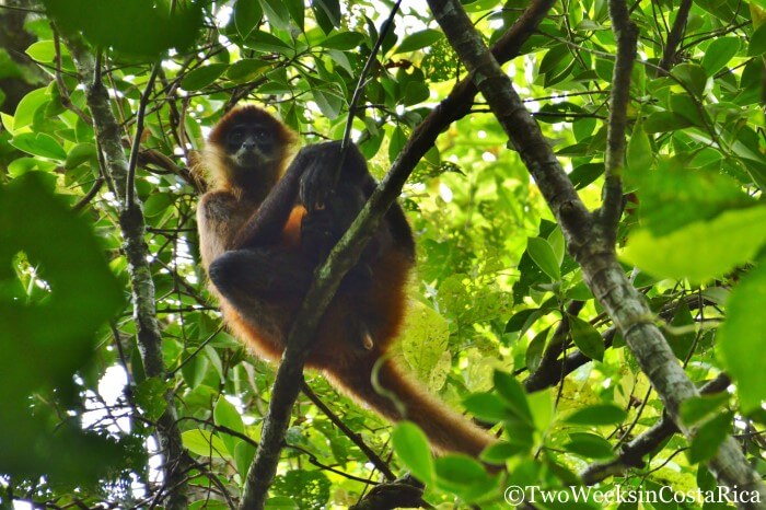 Spider Monkey seen in Tortuguero National Park's land trails