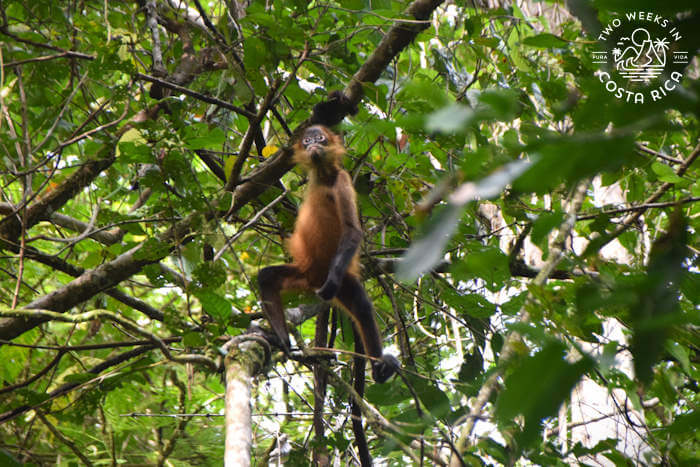 A brown spider monkey hanging onto a tree branch above the Tortuguero Canals