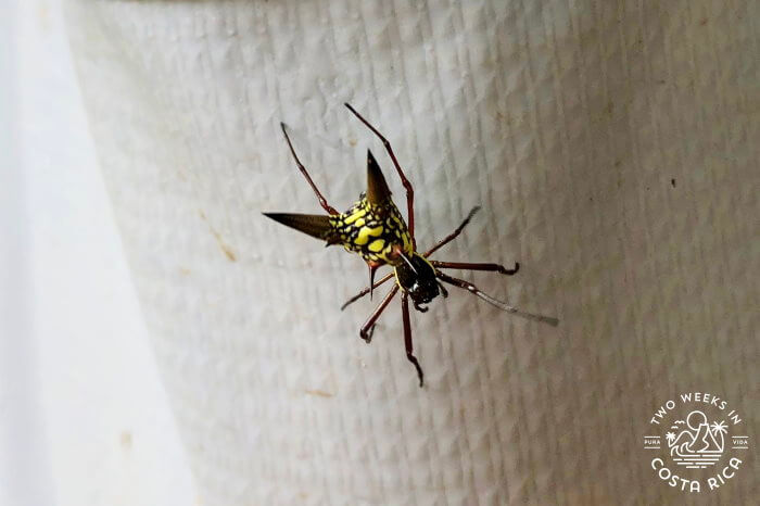 Spiky Butt Spider Costa Rica