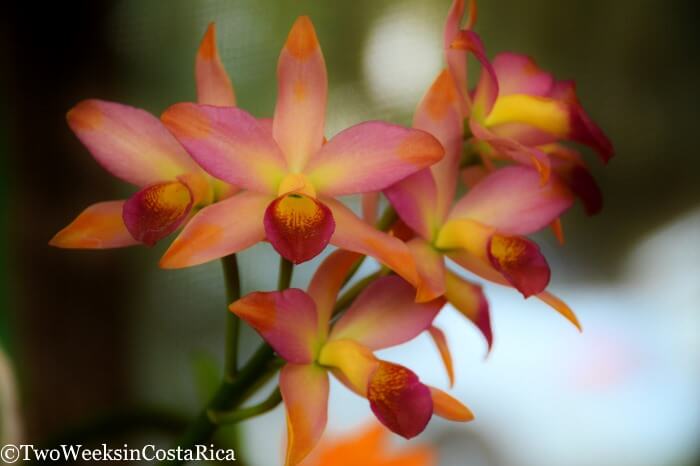 Orange and pink orchids at Costa Rica's Botanical Orchid Garden