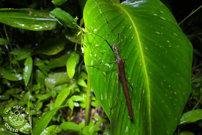 Stick Bug Cloud Forest