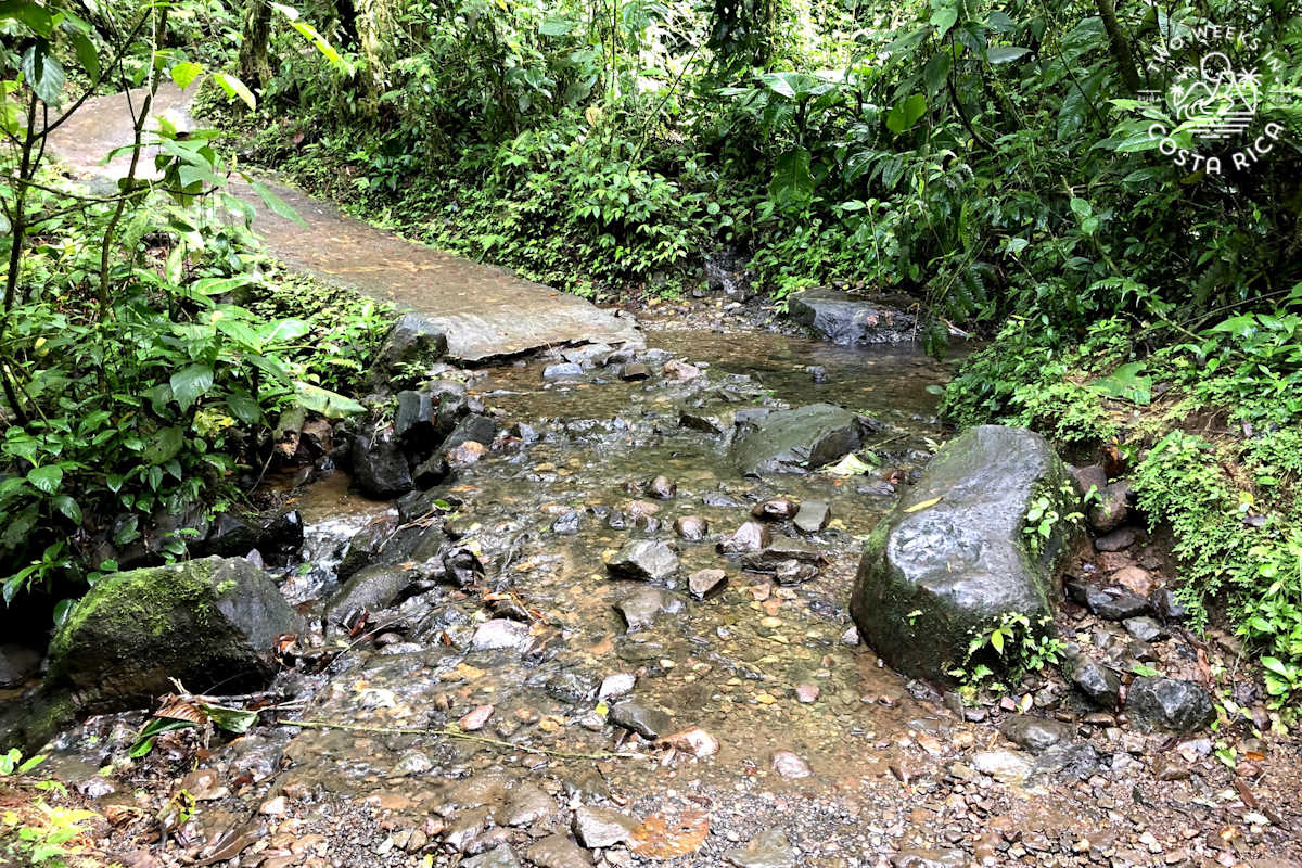 small stream going across a dirt trail