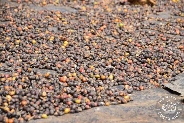 Honey Process Costa Rica