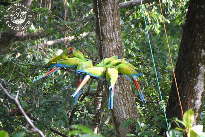 Feeders Ara Manzanillo