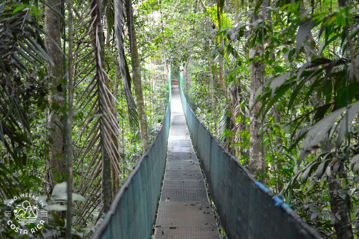 Hanging Bridge at Tirimbina Reserve