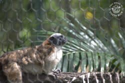 tamarin monkey in a cage looking out