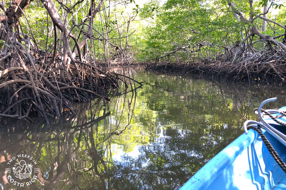 a boat going along a calm river with mangroves