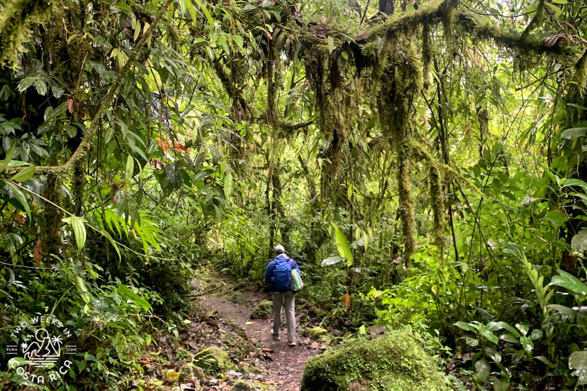 a man walking through lush rainforest at tapanti national park