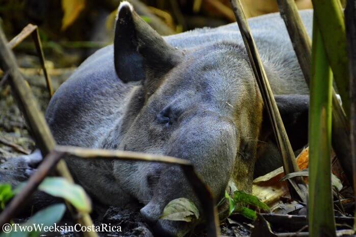 A tapir sleeping on the forest floor at Sirena Ranger Station 
