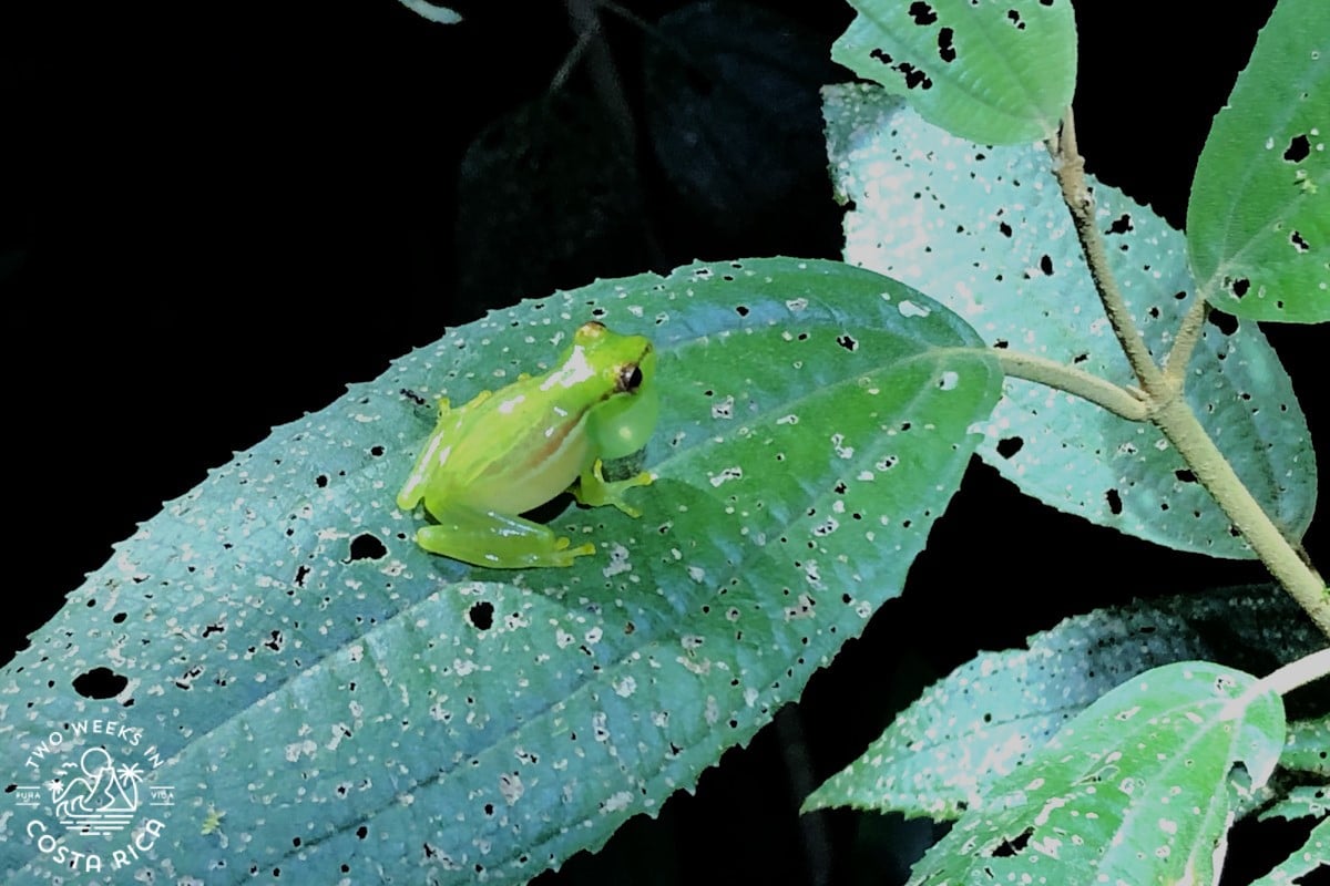 small green frog on a plant leaf at night