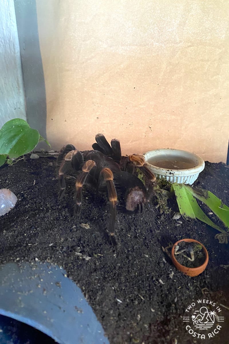 a tarantula with orange legs in an enclosure