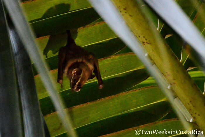 Tent Making Bat | Two Weeks in Costa Rica