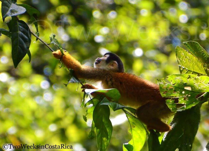 A squirrel monkey at Sirena Ranger Station