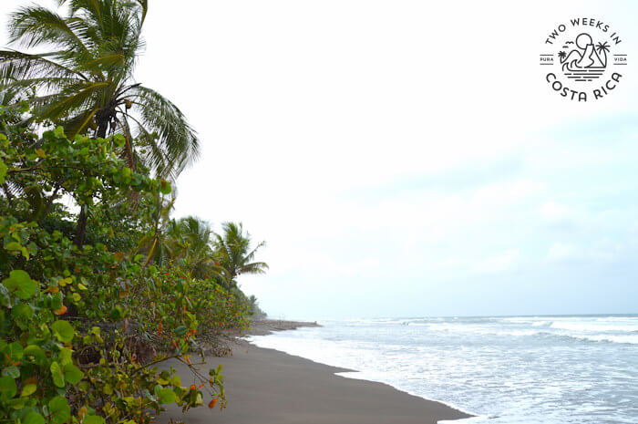 dark sand beach at Tortuguero National Park with wave crashing on shore with palm trees