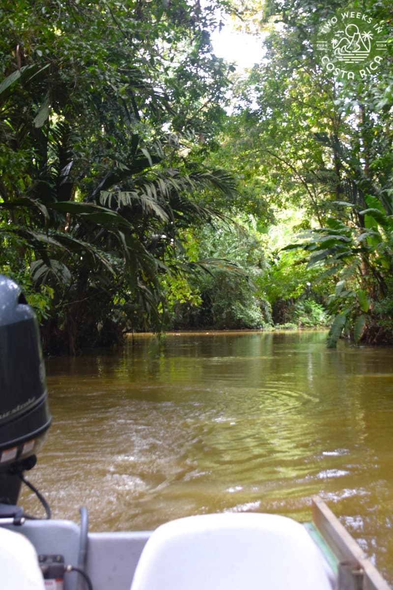 on a boat in the canals at tortuguero national park