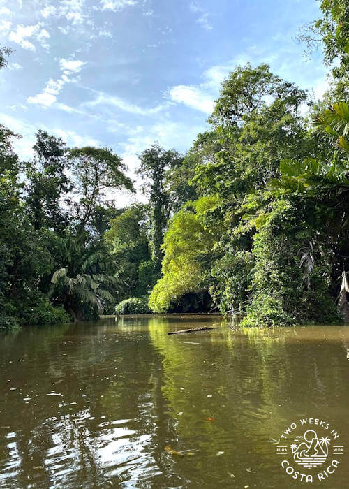wide canal with murky water and thick forest on the sides in tortuguero national park