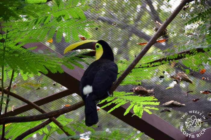 Toucan Diamante Wildlife Sanctuary