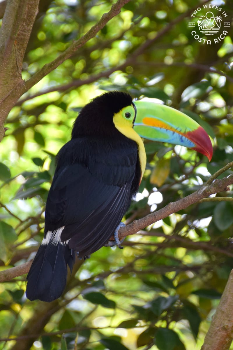 a toucan with a bright bill at miravalles volcano